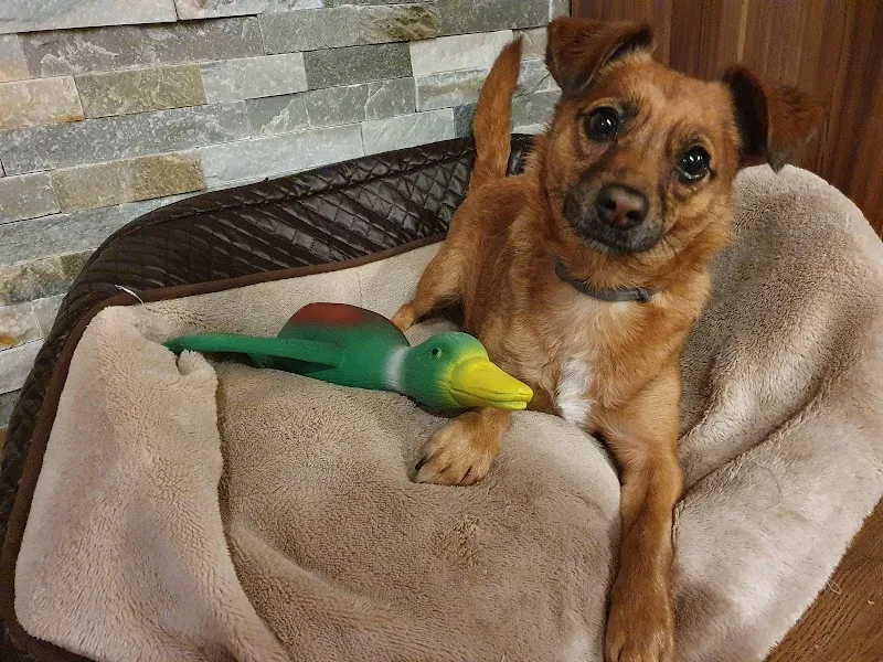 Tierheim Wängi — Refuge, Müselbach, Saint-Gall. Foto 3