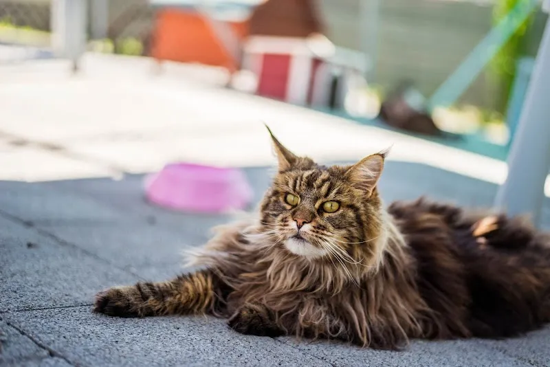Tierheim am Böhler — Tierheim, Unterkulm, Aargau. Foto 2