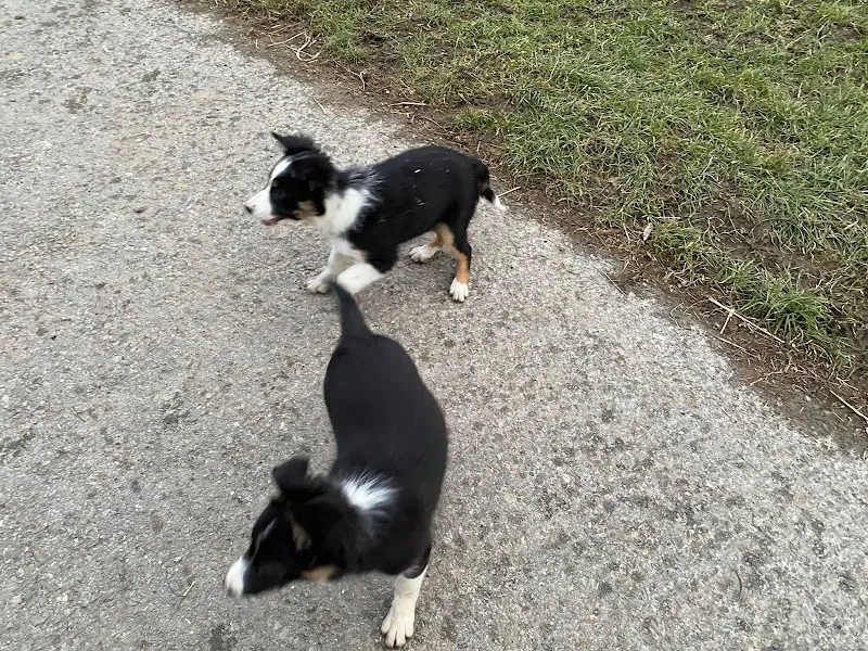 Tierheim an der Ron — Tierheim in Root, Luzern. Bewertung 4.5/5.