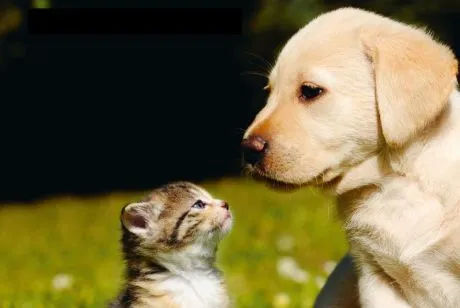 Tierschutz Linth — Tierheim in Schmerikon, St. Gallen. Bewertung 2.6/5.