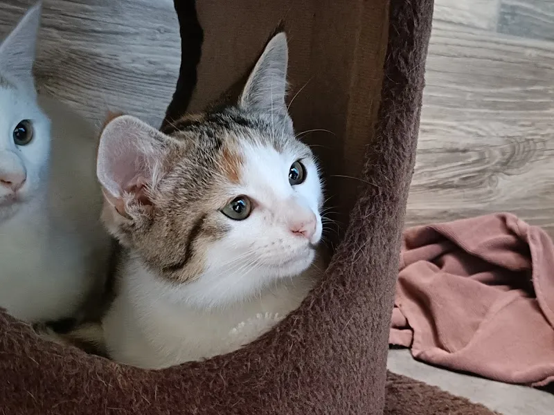 Tierschutzverein Sirnach und Umgebung — Tierheim in Eschlikon, Thurgau. Bewertung 5.0/5.