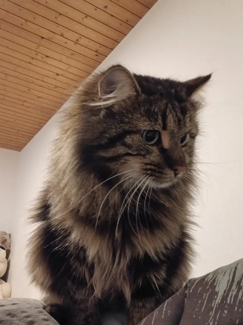 Tierschutzverein Sirnach und Umgebung — Tierheim, Eschlikon, Thurgau. Foto 2