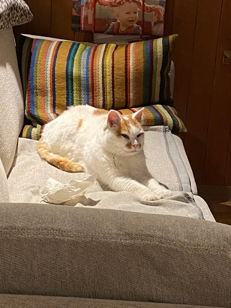 Tierschutzverein Zug — Refuge, Allenwinden, Zoug. Foto 2