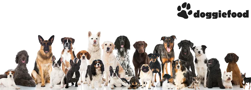 Doggiefood Schweiz GmbH — Zoofachhandel in Wohlen, Aargau. Bewertung 4.9/5.