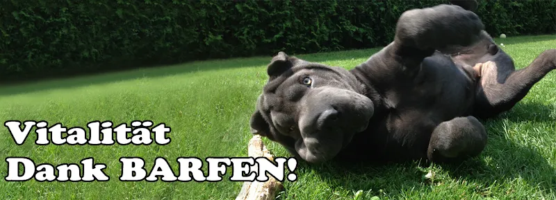 Doggiefood Schweiz GmbH — Animalerie, Wohlen, Argovie. Foto 3