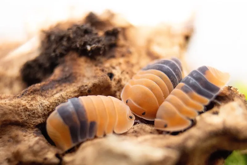 Glossy Bugs — Animalerie, Baden, Argovie. Foto 2