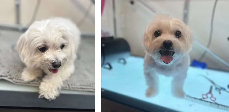 Groom Atelier — Zoofachhandel in Spreitenbach, Aargau. Bewertung 5.0/5.