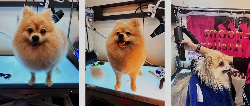 Groom Atelier — Animalerie, Spreitenbach, Argovie. Foto 3