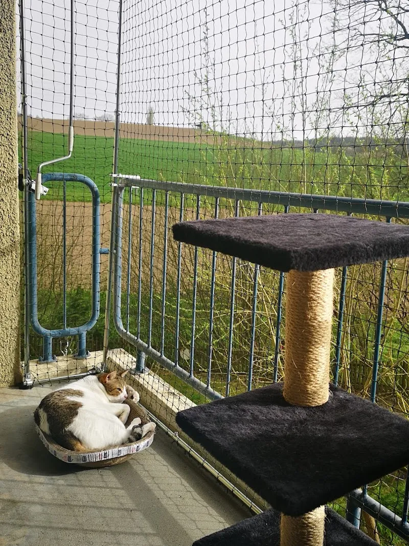 Katzenschutz GmbH — Servizio per animali, Spreitenbach, Argovia. Foto 3