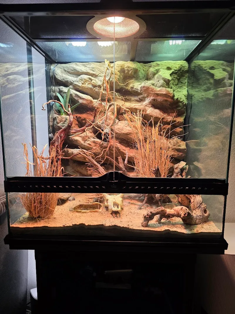 Kono Terra - Terrarien & Vivarien — Animalerie, Schönenwerd, Soleure. Foto 2