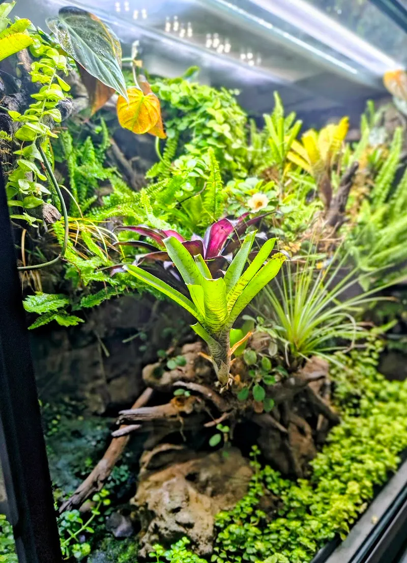 Kono Terra - Terrarien & Vivarien — Animalerie, Schönenwerd, Soleure. Foto 3