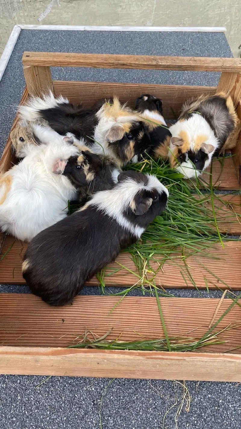 Meerschweinchenzucht "vom Jonental" — Zoofachhandel, Benzenschwil, Aargau. Foto 2