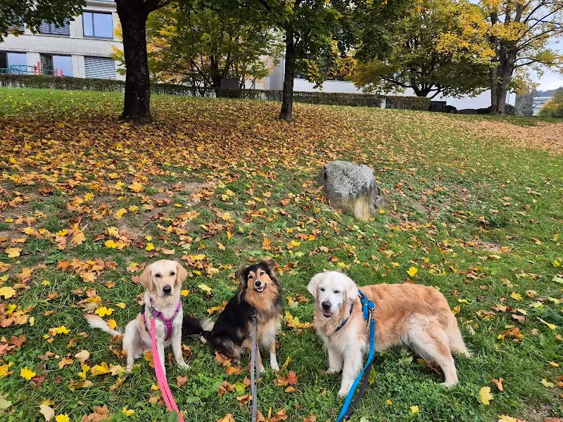 Schmied Haustierbetreuung GmbH — Katzenpension in Oberrohrdorf, Aargau. Bewertung 5.0/5.