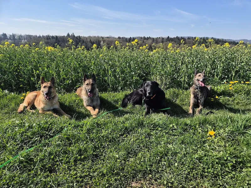 Schmied Haustierbetreuung GmbH — Katzenpension, Oberrohrdorf, Aargau. Foto 2