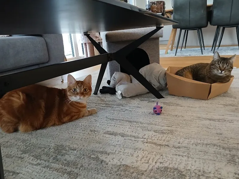 Schmied Haustierbetreuung GmbH — Katzenpension, Oberrohrdorf, Aargau. Foto 3