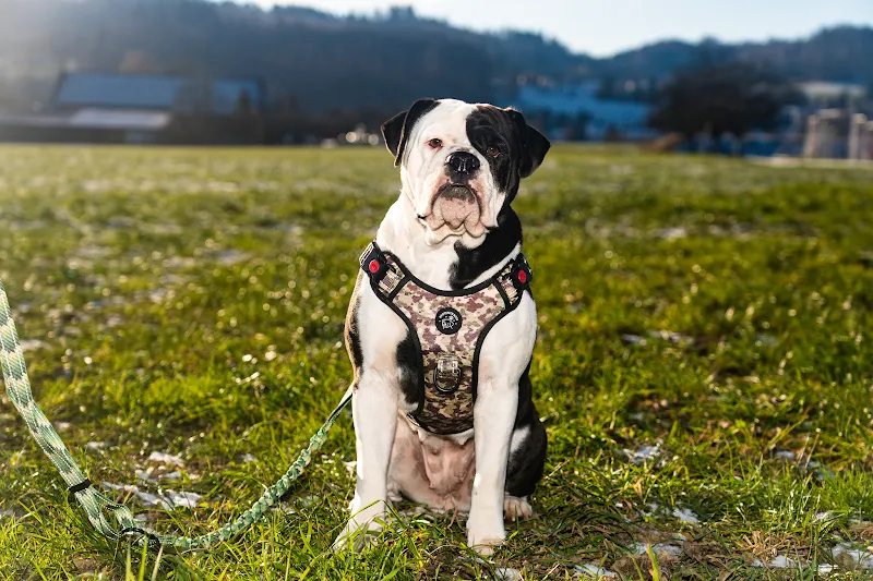 Pfotentraum — Zoofachhandel, Seon, Aargau. Foto 2