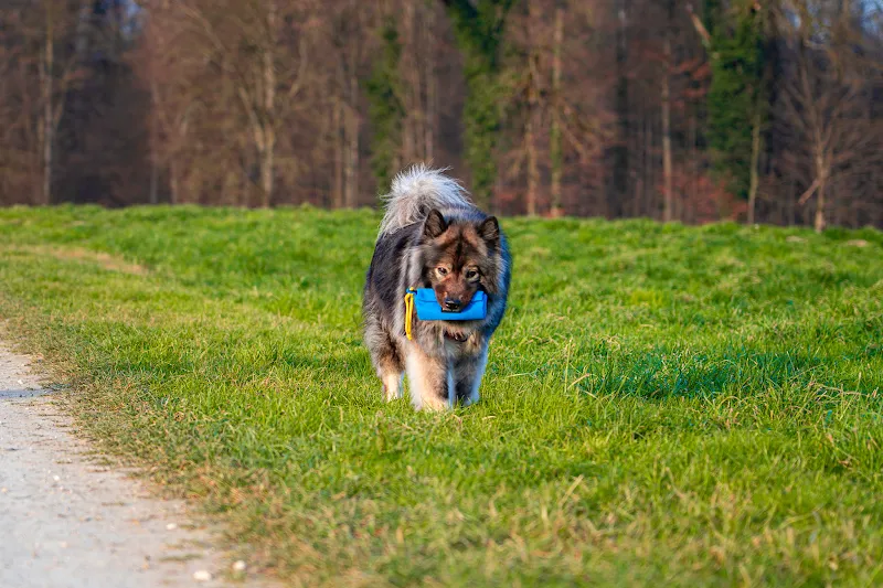 Pfotentraum — Zoofachhandel, Seon, Aargau. Foto 3