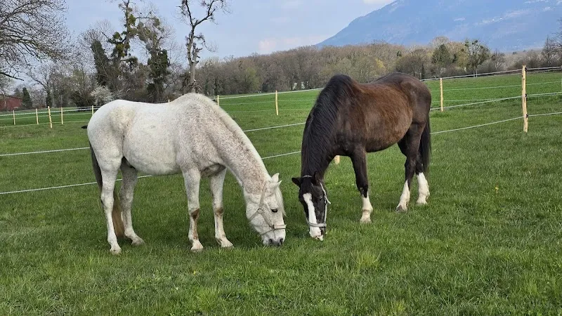 Écurie de la Seymaz — Katzenpension in Choulex, Genf. Bewertung 5.0/5.