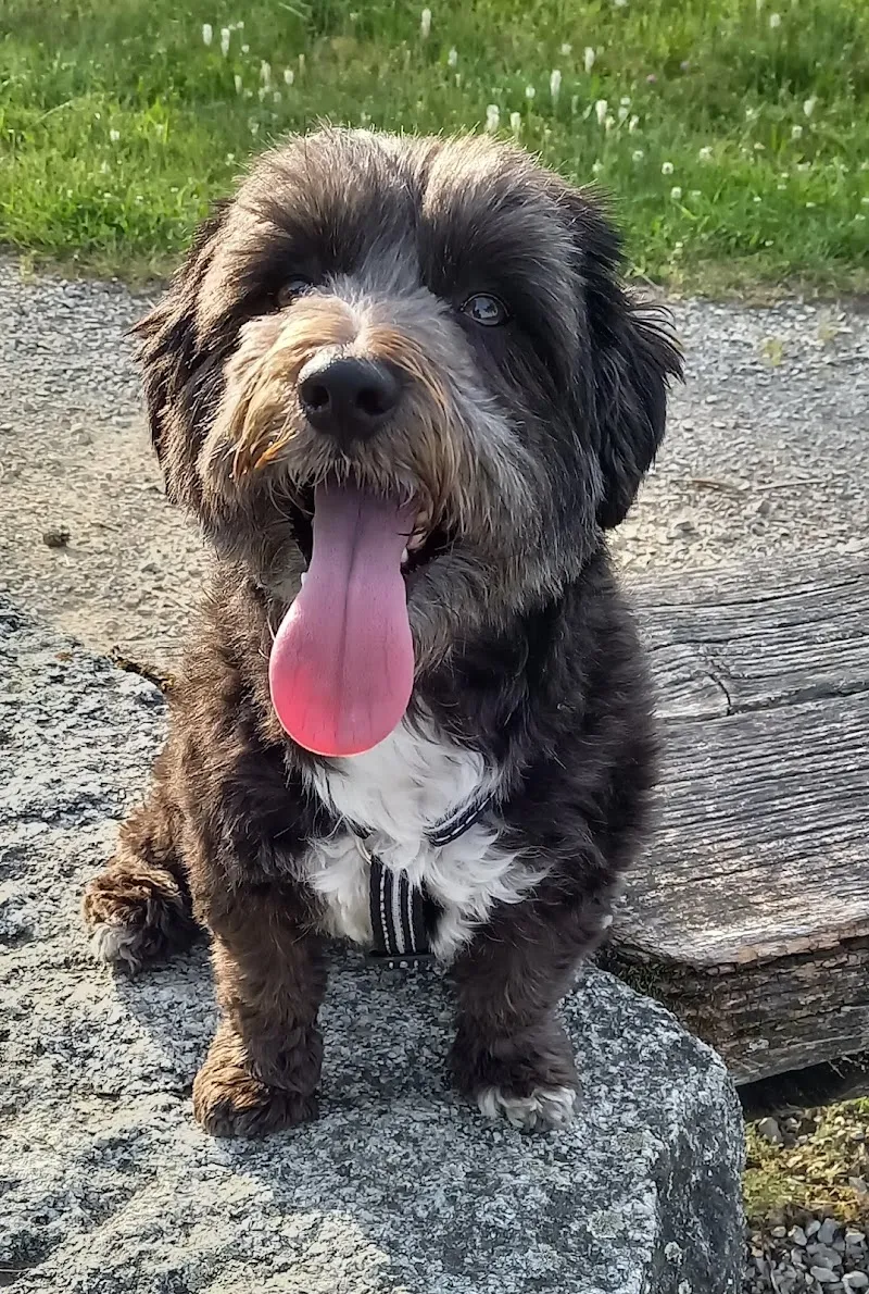 Voser Susanne — Zoofachhandel, Brugg, Aargau. Foto 2