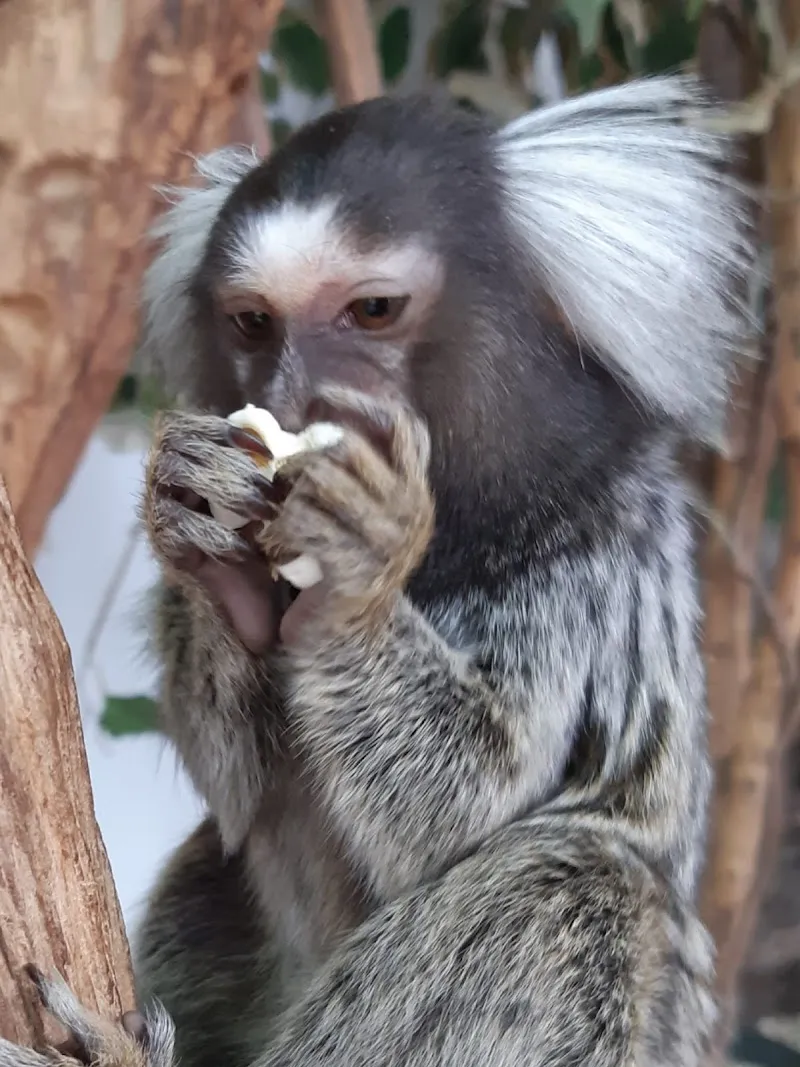 Zoo Hasel — Zoofachhandel in Remigen, Aargau. Bewertung 4.2/5.