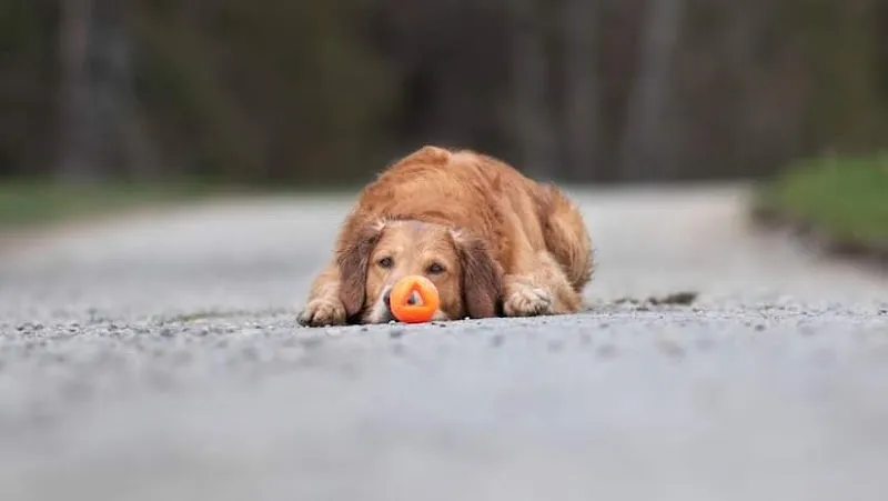 everdog — Zoofachhandel in Schinznach-Dorf, Aargau. Bewertung 4.9/5.