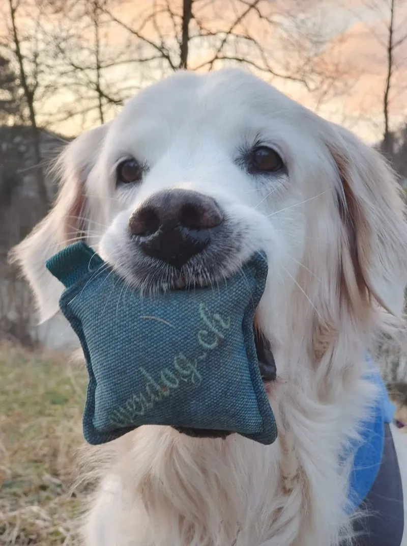 everdog — Animalerie, Schinznach-Dorf, Argovie. Foto 3