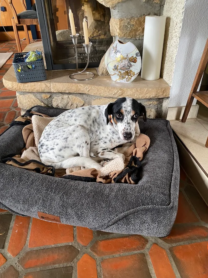 Doggyworld - Hundeshop — Zoofachhandel in Wittenbach, St. Gallen. Bewertung 5.0/5.