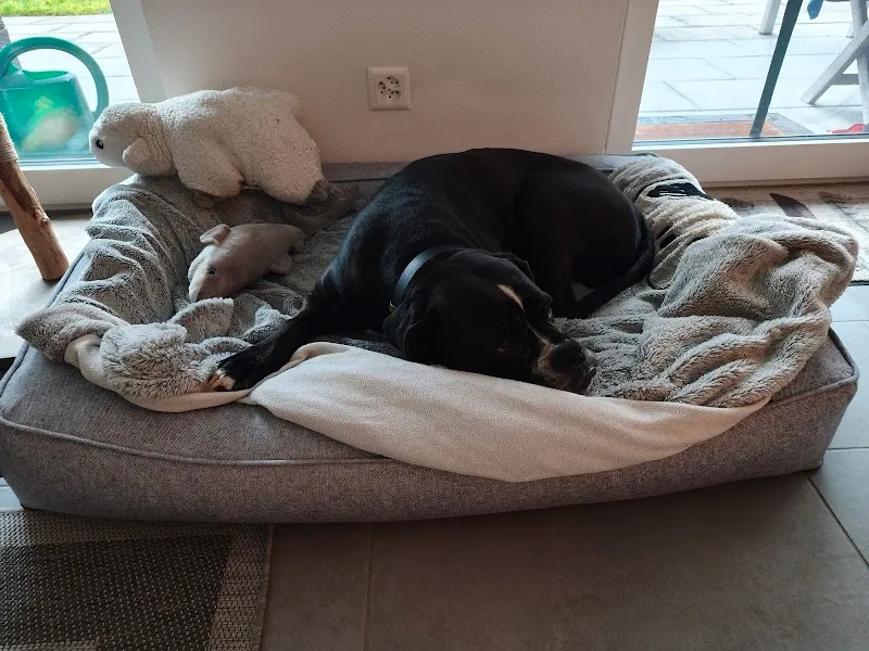 Doggyworld - Hundeshop — Zoofachhandel, Wittenbach, St. Gallen. Foto 2