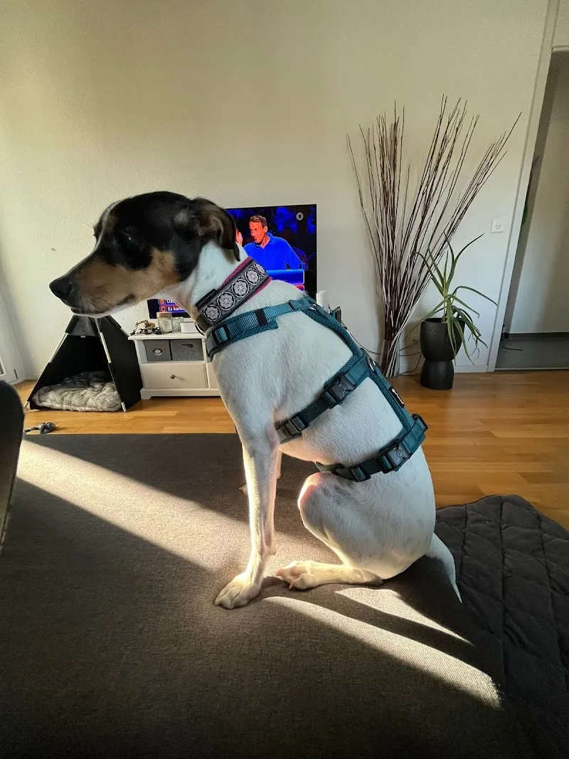 Doggyworld - Hundeshop — Zoofachhandel, Wittenbach, St. Gallen. Foto 3