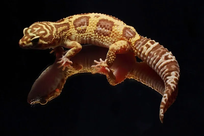 Niederberger Sunset Pets — Zoofachhandel, Frasnacht, Thurgau. Foto 2