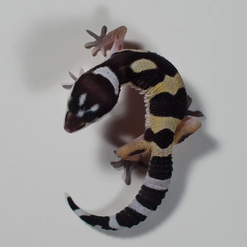 Niederberger Sunset Pets — Zoofachhandel, Frasnacht, Thurgau. Foto 3