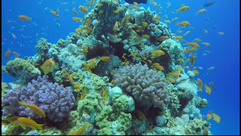 Swissriff — Zoofachhandel in Degersheim, St. Gallen. Bewertung 4.8/5.