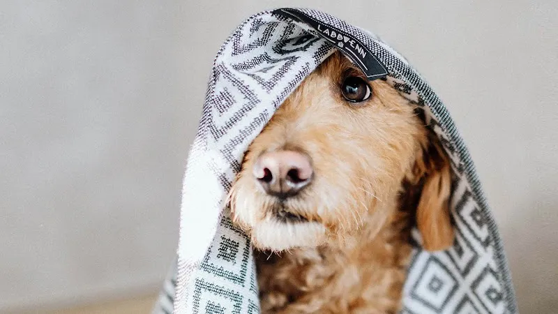 The Other Walk — Zoofachhandel in Bühler, Appenzell Ausserrhoden. Bewertung 4.4/5.
