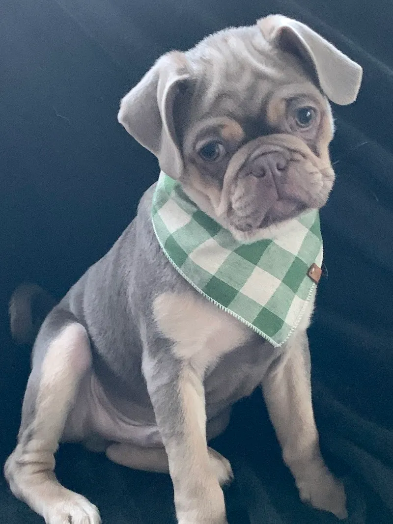 The Other Walk — Animalerie, Bühler, Appenzell Rhodes-Extérieures. Foto 2