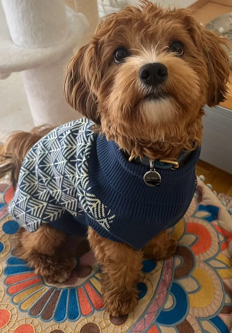 The Other Walk — Animalerie, Bühler, Appenzell Rhodes-Extérieures. Foto 3