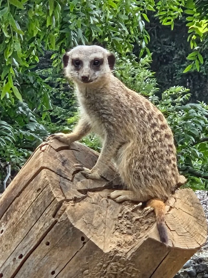 Walter Zoo — Animalerie, Gossau, Saint-Gall. Foto 3