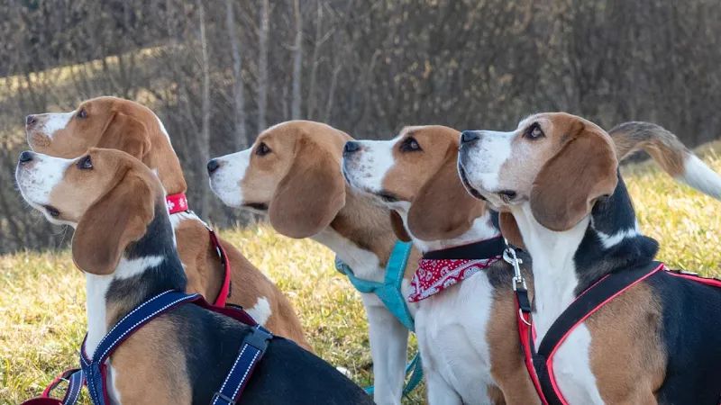 dogsland GmbH — Animalerie, Appenzell, Appenzell Rhodes-Intérieures. Foto 2