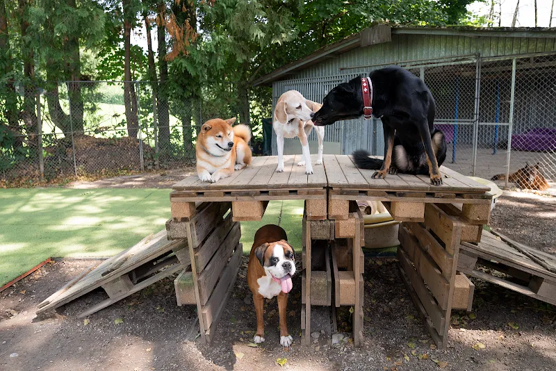 Hundeparadies Benken — Katzenpension in Benken, St. Gallen. Bewertung 4.8/5.