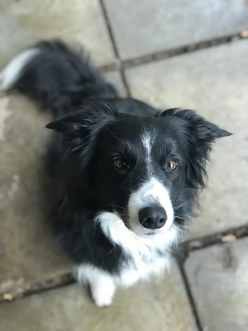 Hundeparadies Benken — Katzenpension, Benken, St. Gallen. Foto 2