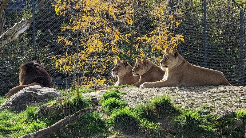 Löwenanlage & Zooschule Walter Zoo — Zoofachhandel in Appenzell, St. Gallen. Bewertung 4.7/5.