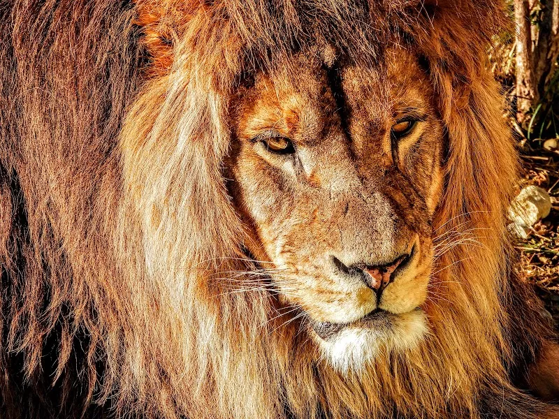 Löwenanlage & Zooschule Walter Zoo — Animalerie, Appenzell, Saint-Gall. Foto 2