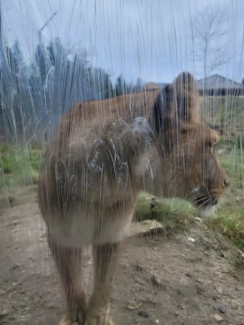 Löwenanlage & Zooschule Walter Zoo — Animalerie, Appenzell, Saint-Gall. Foto 3