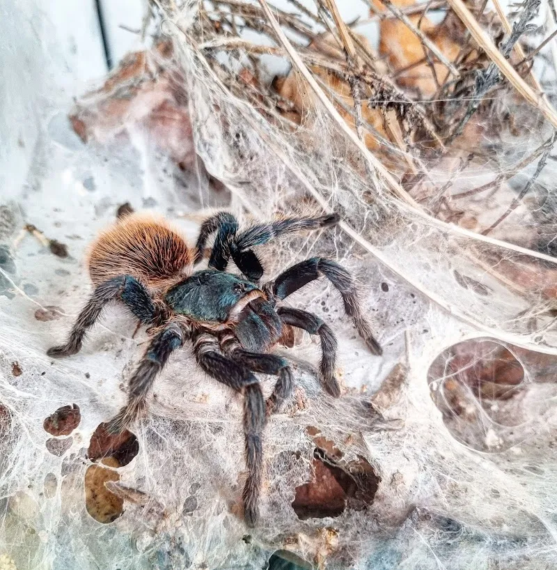 ARACHNO-ROOM — Animalerie, Liestal, Bâle-Campagne. Foto 3