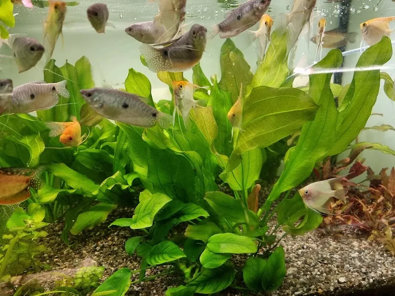 Aquarium Stern — Animalerie, Rheinfelden, Argovie. Foto 3