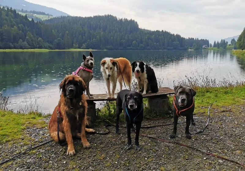 Jeannettes Hundesitting Tages- und Ferienplätze — Tierdienste in Schwändi, Glarus. Bewertung 5.0/5.
