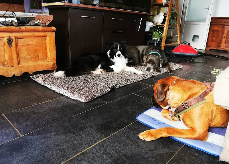 Jeannettes Hundesitting Tages- und Ferienplätze — Tierdienst, Schwändi, Glarus. Foto 2