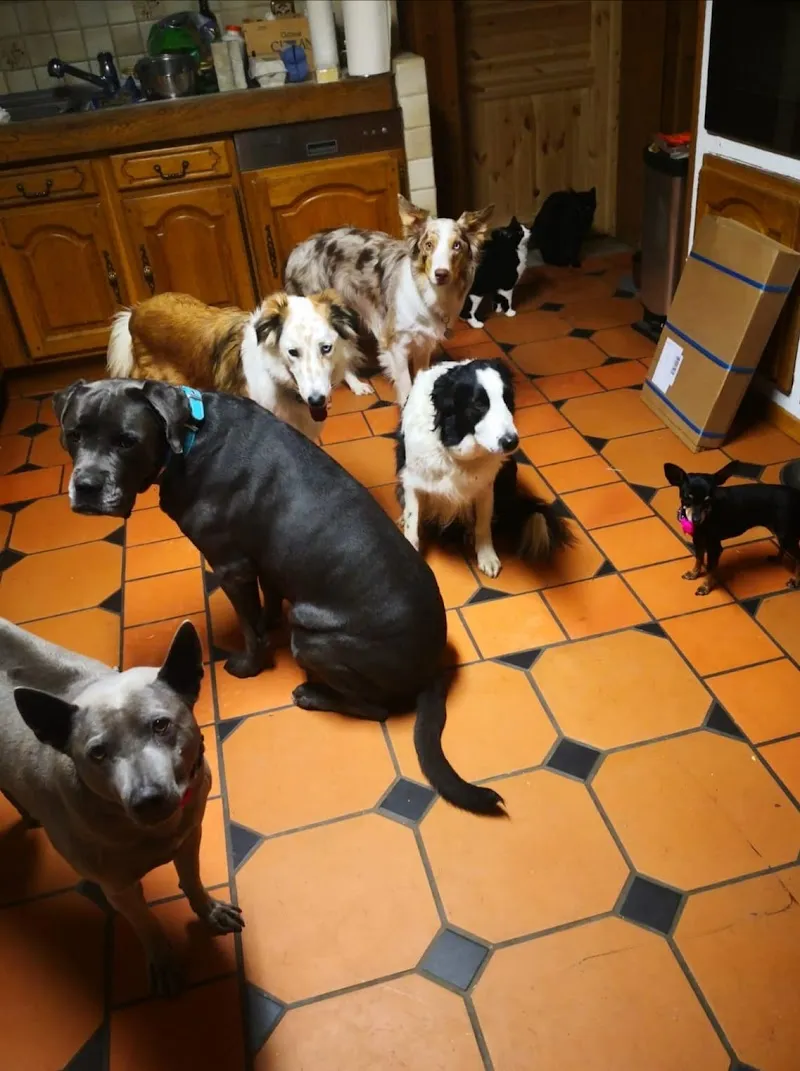 Jeannettes Hundesitting Tages- und Ferienplätze — Tierdienst, Schwändi, Glarus. Foto 3