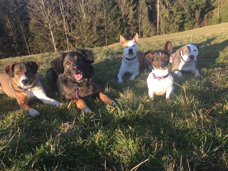 Tierpension Bergblick — Katzenpension in Wattwil, Waadt. Bewertung 4.5/5.
