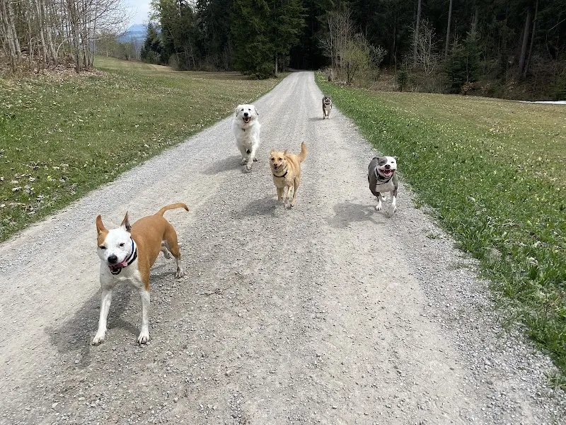 Tierpension Bergblick — Pension pour chats, Wattwil, Vaud. Foto 2