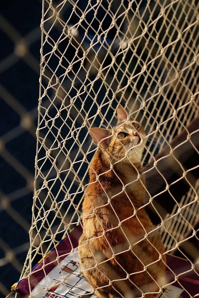Ahorn Zoo Katzenschutznetze — Tierdienst, Basel, Basel-Stadt. Foto 3